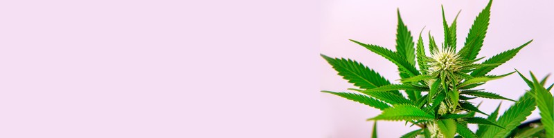 Affordable Options for Growing Your Own Garden Cheap Cannabis Seeds