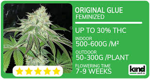 Everything You Need to Know About Weed Seeds Ohio